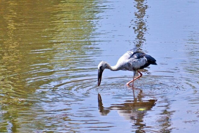 West Coast Beach, River Mangroves Lagoon, Wildlife Boat Tour - Temple Visit and Mask Museum