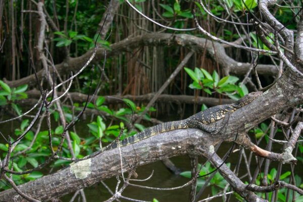 West Coast Beach, River Mangroves Lagoon, Wildlife Boat Tour - Common Questions