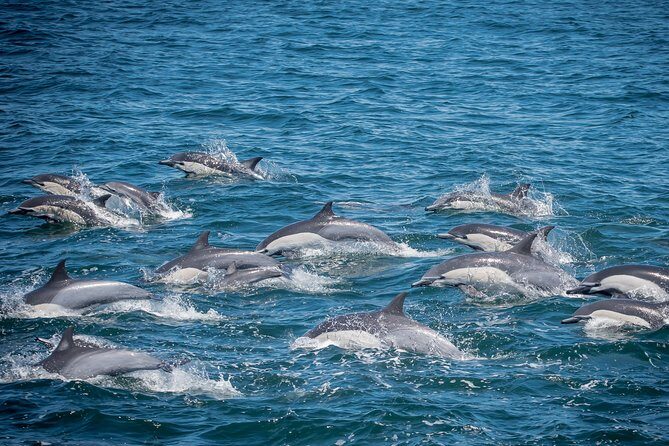 West Harbor LA Whale and Dolphin Watching Cruise - Good To Know