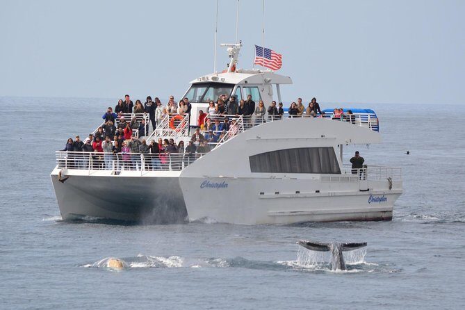 West Harbor LA Whale and Dolphin Watching Cruise - Marine Life Encounters: What You Might See