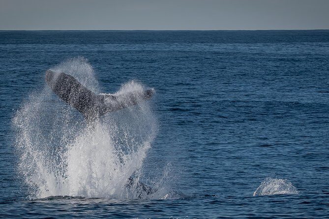 West Harbor LA Whale and Dolphin Watching Cruise - The Value of the Tour