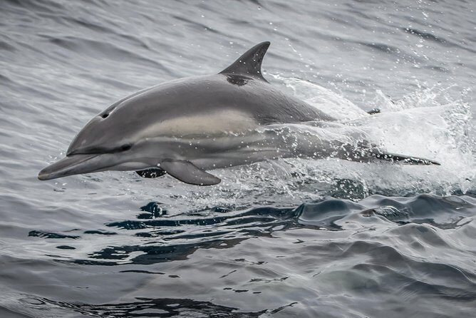 West Harbor LA Whale and Dolphin Watching Cruise - FAQ