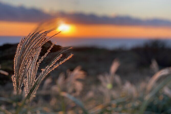 West Izu Sunset Private Tour - Who Will Love This Tour?