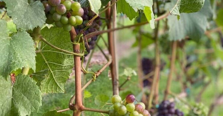 West Kelowna Full Day Tour : Okanagan Valley Wine Tasting - Experience Highlights