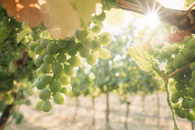 West Kelowna Full Day Tour : Okanagan Valley Wine Tasting - Winemaking Expertise Shared