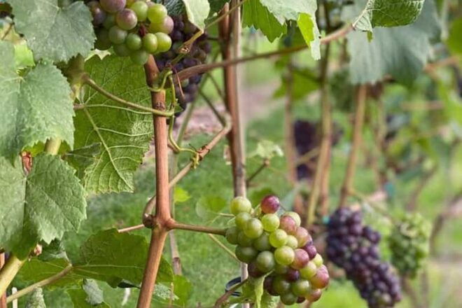 West Kelowna Full Day Tour : Okanagan Valley Wine Tasting - Lunch Reservation Arrangements