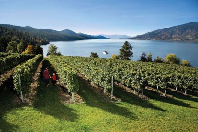 West Kelowna: Wine Tour With Tastings - Transportation and Comfort
