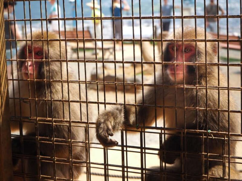 West Kyoto & Arashiyama: In-Depth 1-Day Cultural Tour - Good To Know