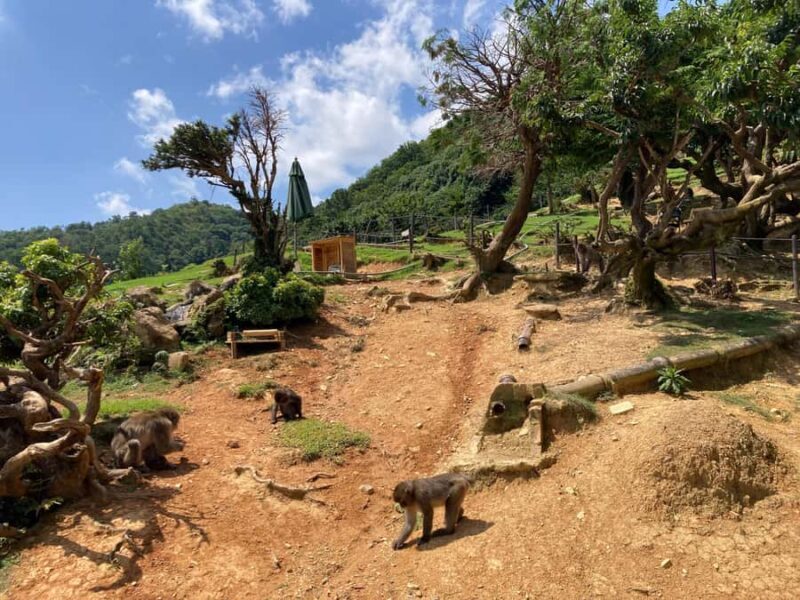 West Kyoto & Arashiyama: In-Depth 1-Day Cultural Tour - Who Will Enjoy This Tour?