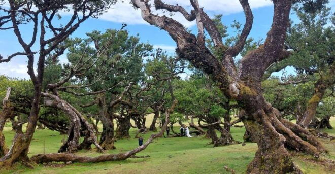 West Madeira:, Laurel Forest, Waterfall, Rock Pools, Walk - Experience Details