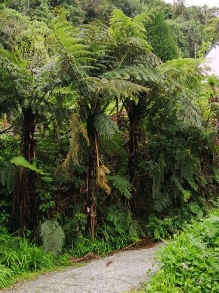 West Madeira:, Laurel Forest, Waterfall, Rock Pools, Walk - The Sum Up