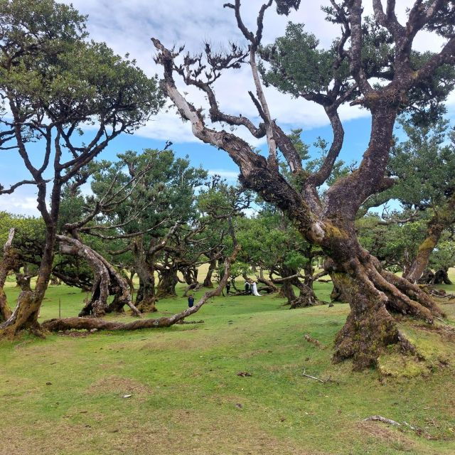 West Madeira:, Laurel Forest, Waterfall, Rock Pools, Walk - Highlights of West Madeira Tour