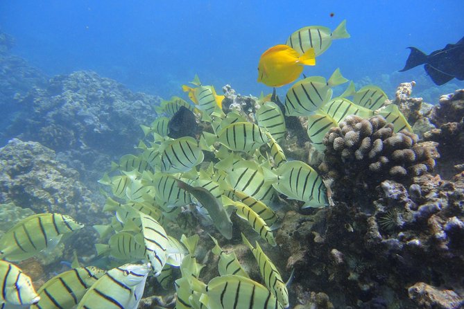 West Maui Snorkeling Experience by Boat From Kaanapali - Overview and Inclusions