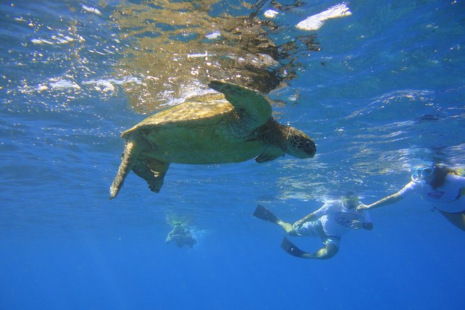West Maui Snorkeling Experience by Boat From Kaanapali - End Point and Cancellation Policy