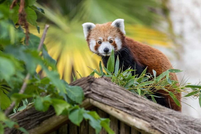 West Midlands Safari Park: Day Admission Ticket - Final Word: Who Will Love This Experience?