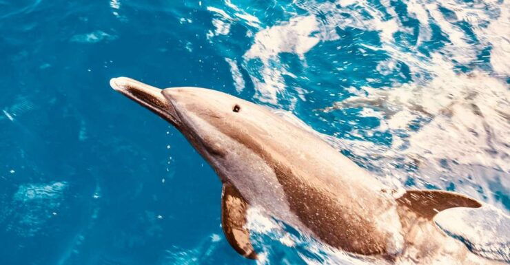 West O'ahu: Dolphin Watching and Snorkeling Catamaran Cruise - Activity Details