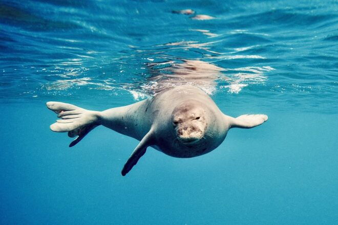 West O'ahu: Dolphin Watching and Snorkeling Catamaran Cruise - Related Information