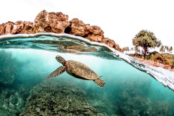 West Oahu Hawaiian Green Sea Turtle, Dolphin, & Snorkel Tour - Tour Details