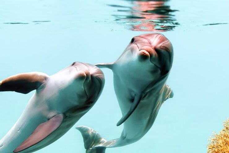 West Oahu Hawaiian Green Sea Turtle, Dolphin, & Snorkel Tour - Booking Information