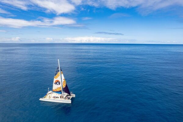 West Oahu Hawaiian Green Sea Turtle, Dolphin, & Snorkel Tour - Free Cancellation Policy