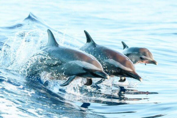 West Oahu Hawaiian Green Sea Turtle, Dolphin, & Snorkel Tour - Duration of the Tour