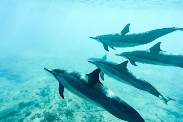 West Oahu Hawaiian Green Sea Turtle, Dolphin, & Snorkel Tour - Meeting Point and Starting Time