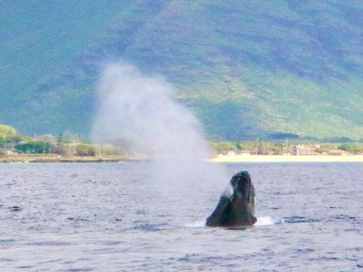 West O'ahu: Swim With Dolphins Catamaran Cruise - Activity Details