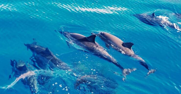 West O'ahu: Swim With Dolphins Catamaran Cruise - Experience