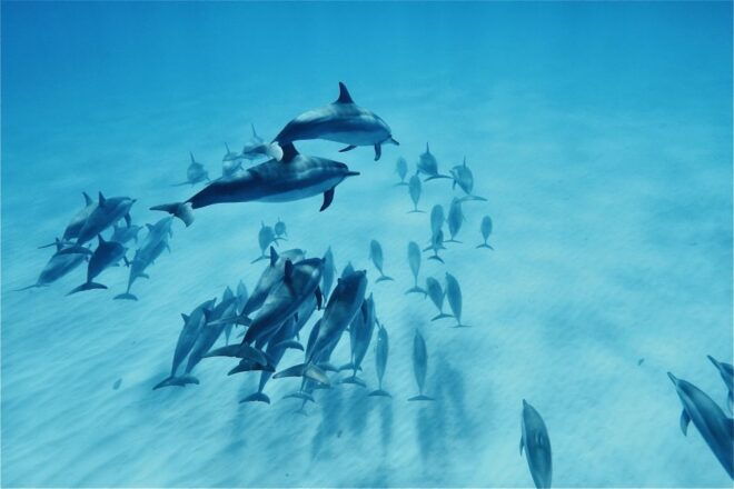 West O'ahu: Swim With Dolphins Catamaran Cruise - Additional Information