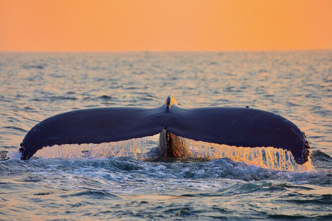 West Oahu Whale Watching & Sunset Cruise - Overview and Logistics