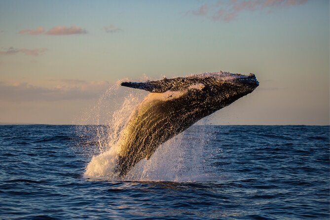 West Oahu Whale Watching & Sunset Cruise - Negative Customer Experience