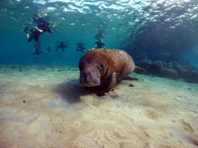 West Palm Beach: Private Peanut Island Boat & Snorkel Tour - Experienced Captain and First Mate for a Perfect Day in Palm Beach