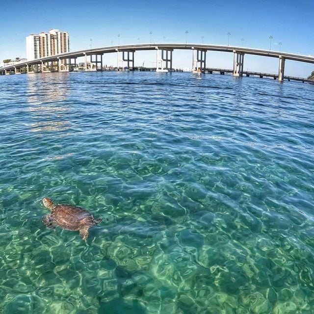 West Palm Beach: Private Peanut Island Boat & Snorkel Tour - The Sum Up