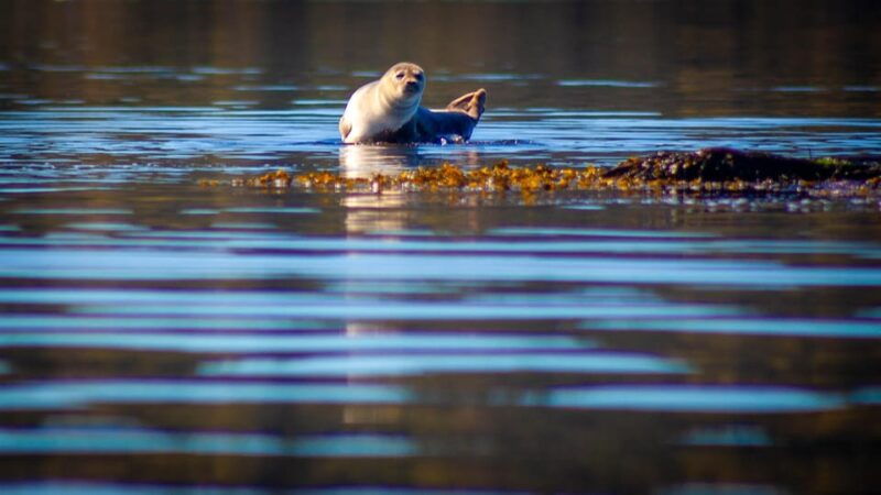 West Sweden: 5-Day Sea Kayak Camp with Seaside Accommodation - Good To Know