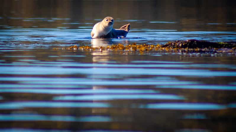 West Sweden: Paddle with seals - An In-Depth Look at the Tour