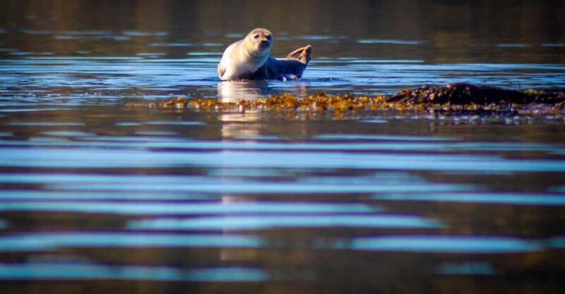 West Sweden: Paddle with seals - Who will love this experience?