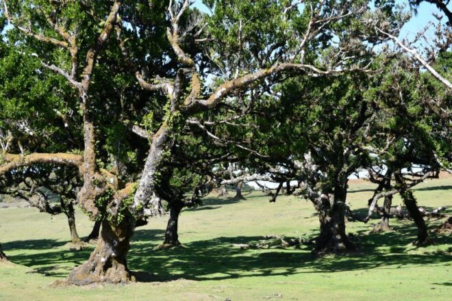 West Tour Madeira by Overland - Private or Small Group Options