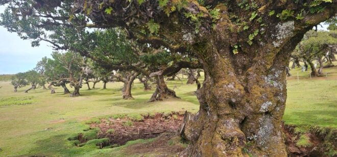 West Tour Madeira Island - Itinerary