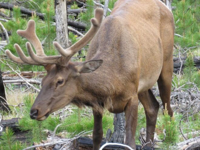 West Yellowstone: Yellowstone Day Tour Including Entry Fee - Inclusions and Amenities