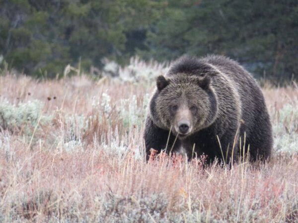 West Yellowstone: Yellowstone Day Tour Including Entry Fee - Select Participants and Date