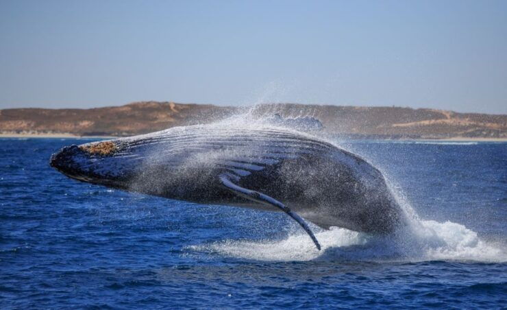 Western Australia: Swim With Humpback Whales - Swim With Humpback Whales in WA