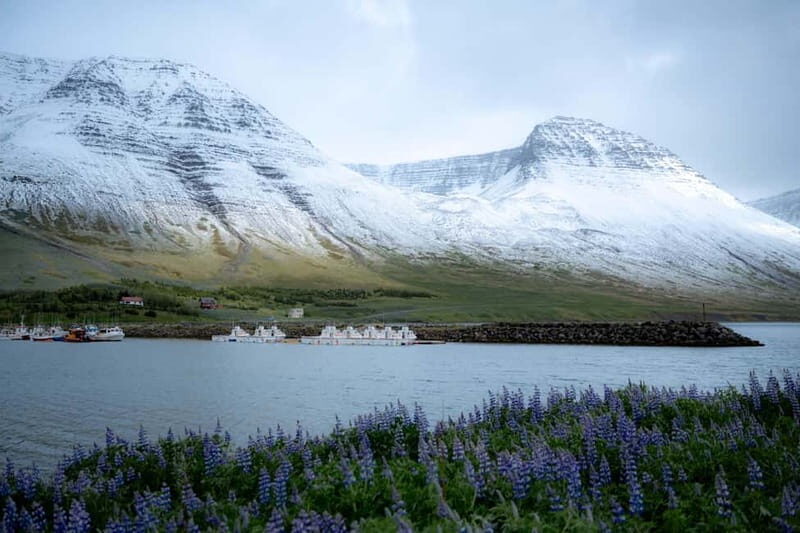Westfjords Express Half-Day Tour from Ísafjörður - Transportation and Comfort