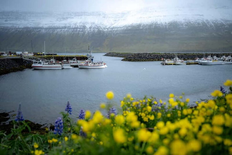 Westfjords Express Half-Day Tour from Ísafjörður - Final Thoughts: Is This Tour Worth It?