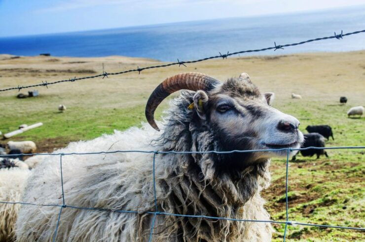 Westman Islands Day Tour From Reykjavik - Tour Duration and Guide Information