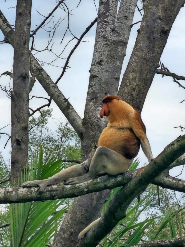 Weston River Wildlife and Fireflies Cruise Day Tour - Is $42.25 good value?