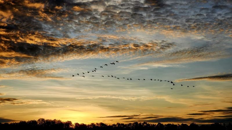 Weston River Wildlife and Fireflies Cruise Day Tour - Who should choose this cruise?