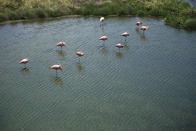 Wetlands Tour With Wall of Tears From Isabela Island - Meeting Point Details