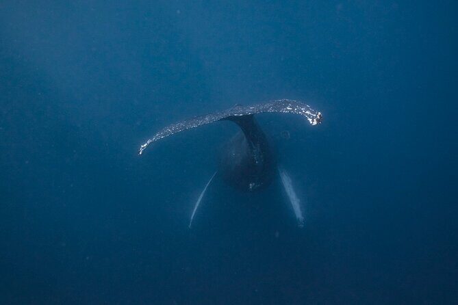 Whale and Dive Combo Tour in Los Cabos - Good To Know  
