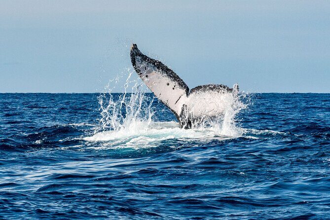 Whale and Dive Combo Tour in Los Cabos - An In-Depth Look at the Whale and Dive Combo Tour  