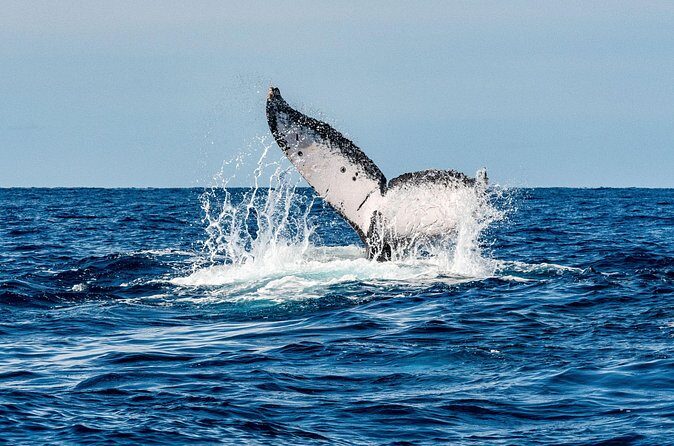 Whale and Dive Combo Tour in Los Cabos - Scenic Tour of the Arch and Bay  
